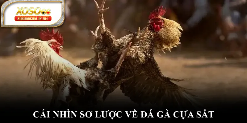 Cái nhìn sơ lược về đá gà cựa sắt Cái nhìn sơ lược về đá gà cựa sắt
