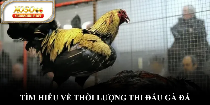 Tìm hiểu về thời lượng thi đấu gà đá Tìm hiểu về thời lượng thi đấu gà đá